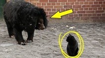 Что случится если медведь встретится с кошкой - «Животные приколы»