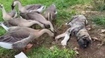 Гуси прогнали пса со своей территории - «Животные приколы»
