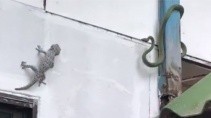 Ящерица не поделила стену со змеей - «Животные приколы»