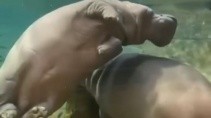 Как бегемоты дышат под водой - «Животные приколы»