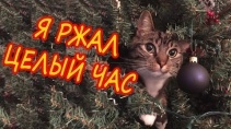 Как эти киски рассмешили кучу народа - «Видео приколы»