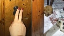 Когда к твоей кошке пришли женихи - «Животные приколы»