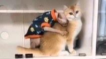 Когда тебе не повезло с шерстью - «Животные приколы»