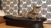 Кошке пришелся по душе прибор для похудения - «Животные приколы»