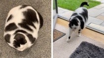 Кот который выглядит как корова - «Животные приколы»