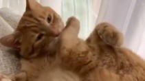 Кот не узнал свою лапу и начал с ней бороться - «Животные приколы»