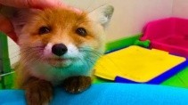 Лисенок Вук играет на природе а Сладун уехал - «Животные приколы»