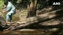 Ловля кобры едва не закончилась трагедией - «Видео приколы»