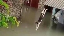 Маленький да удаленький всех поразил своей смелостью - «Видео приколы»