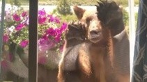 Медведь попытался залезть через окно в дом в котором находились люди - «Животные приколы»