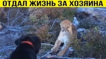 Несколько случаев спасения людей животными - «Видео приколы»