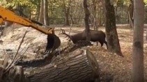 Олень набросился на экскаватор приняв его за соперника - «Животные приколы»