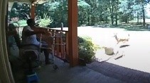 Олень погнался за псом и протаранил стеклянную дверь - «Животные приколы»