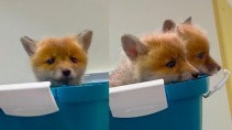 Подкинутые лисята оказались больными - «Животные приколы»