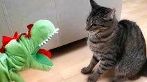 Приколы с котами до слез - «Животные приколы»