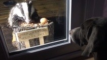 Реакция пса на барсука который пришел к его дому пообедать - «Животные приколы»