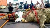 Самые огромные крокодилы на планете земля - «Животные приколы»