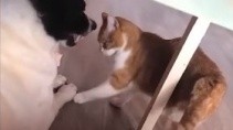 Самый наглый и дерзкий котяра - «Животные приколы»