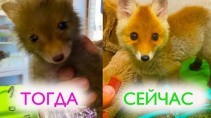 Спасенному лисенку 30 дней как все было - «Животные приколы»