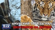 Тигр загнал охотников на дерево и сделал их штаны мокрыми - «Видео приколы»