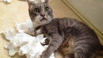 Животные которые удивляют своих хозяев каждую секунду - «Животные приколы»