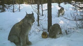 Как рысь поймала зайца / Фотоловушка удачно сняла со звуком - «Животные приколы»