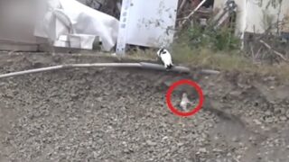 Кошка вытащила маленького щенка из глубокой ямы - «Животные приколы»