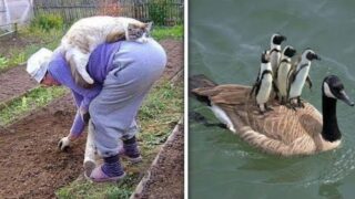 Немного смеха на сон грядущий не помешает - «Видео приколы»
