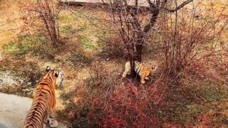 Тигренок попал в беду как его удалось спасти - «Животные приколы»