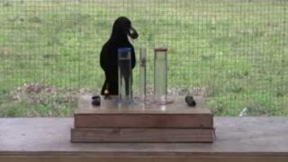 Эксперимент доказывающий высокий интеллект у ворон - «Животные приколы»