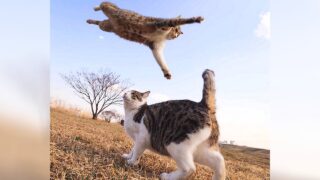 Кошки которые постоянно радуют своих хозяев - «Животные приколы»