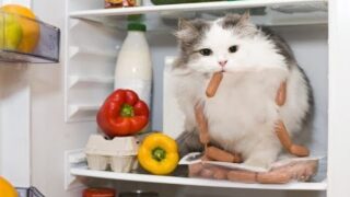 Смешные ситуации с кошками в повседневной их жизни - «Животные приколы»