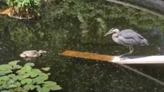 Утка защитила своих птенцов от цапли - «Животные приколы»