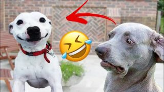 Безумные приколы с животными / Попробуй не засмеяться - «Животные приколы»