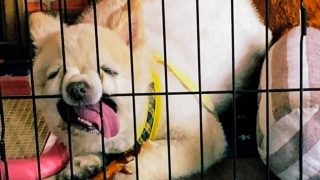 Домашние животные над которыми смеяться весь день - «Животные приколы»