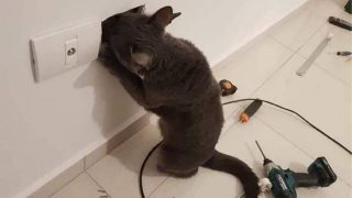 Кошки которые не оставляют шанса грустить и унывать - «Видео приколы»