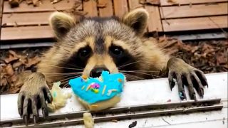 Лучшие видео с животными за Июнь 2021 - «Видео приколы»