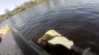 Рыбак спас белку которая могла стать обедом для рыбы - «Животные приколы»