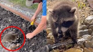 Садовник нашел в дереве маленького енота и спас его - «Животные приколы»