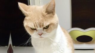 Самые злые кошки с которыми лучше не связываться - «Животные приколы»