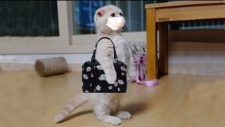 Смешные кошки в TikTok, которые на 100% улучшат ваше настроение - «Животные приколы»