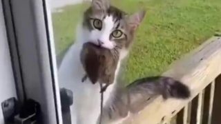 Хозяйка открывай, я еду принесла… - «Животные приколы»