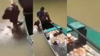 Как быстро поймать пиранью на ужин? - «Видео приколы»