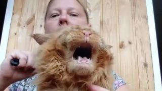 Кот который не любит расчесываться - «Животные приколы»