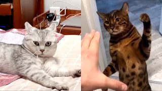 Странное поведение кошек и их необычные реакции - «Видео приколы»