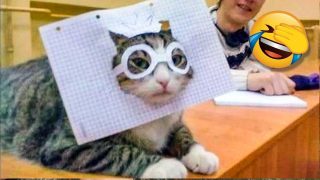 Сумасшедшие кошки которые все портят Это надо видеть - «Животные приколы»