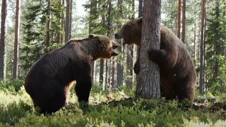 Бурые медведи делят территорию в лесу - «Животные приколы»