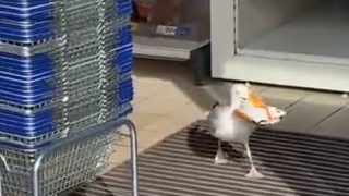 Чайку поймали на краже чипсов из магазина - «Видео приколы»