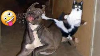 Кота оставили со своим потомством и вот что произошло… - «Животные приколы»