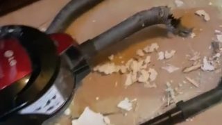 Вот почему Хаски нельзя оставлять одну дома - «Животные приколы»